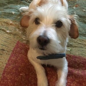 Sparky also says “HI”